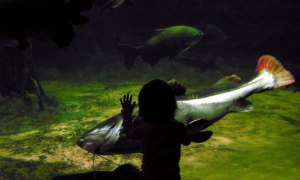 Photo of a child looking at a fish