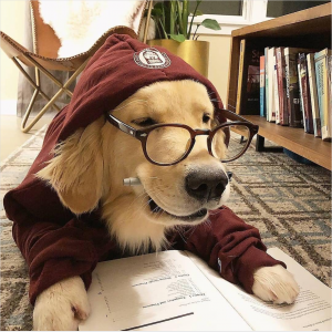 Dog wearing reading glasses and hoodie, reading a book
